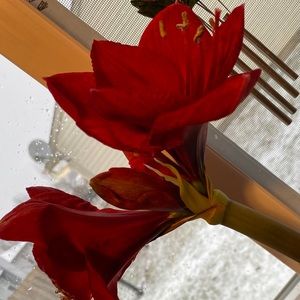 Meet your Posher, Delinda